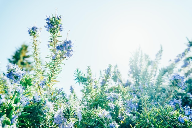 Rosmarino in fiore contro il primo piano del cielo blu