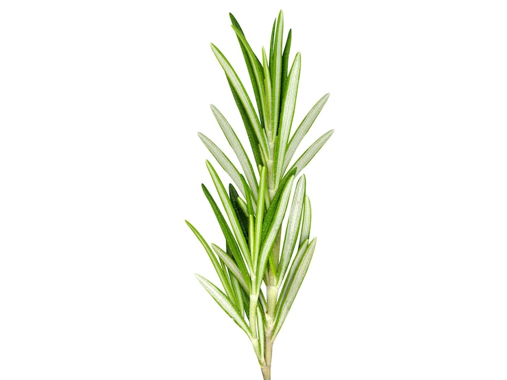 Foto rosmarino rosmarin rosmarinus officinalis è usato per aromatizzare vari alimenti e medicine tradizionali