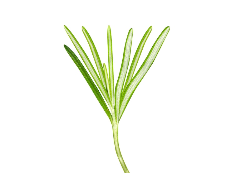 Foto rosmarino rosmarin rosmarinus officinalis è usato per aromatizzare vari alimenti e medicine tradizionali