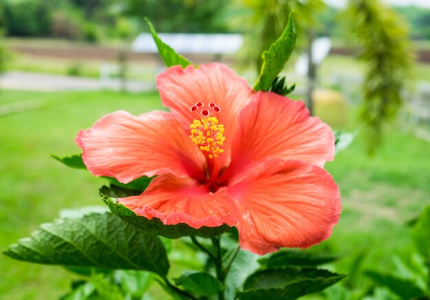 Rosso arancio Hibiscus Cina rosa Fiore hawaiano fiore colorato