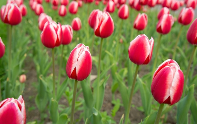 Rosso bianco dei tulipani