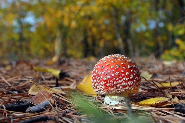 rosso brillante fly agarico nella foresta