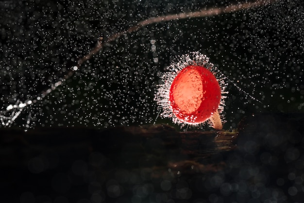 rosso Champagne ai funghi nella foresta naturale