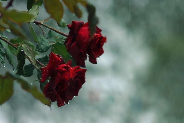 Rosso di fiore di rosa damascena