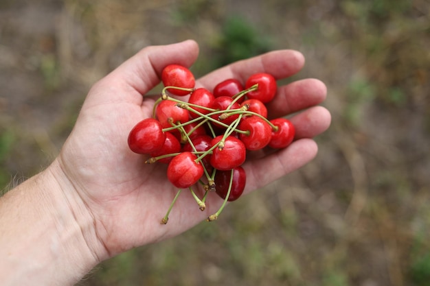 Rosso dolce allegro bacca allegra in mano