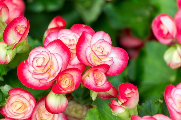 rosso e bianco begonia fiore in giardino