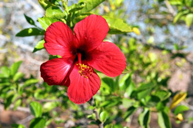 rosso fiore tropicale