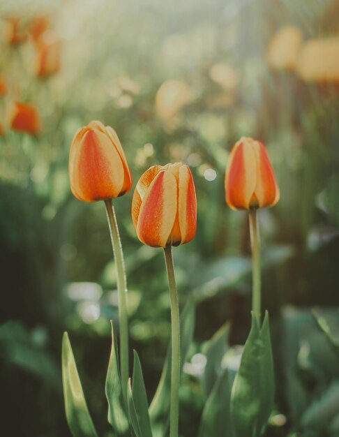 Rosso giallo arancione tulipani in giardino al tramonto