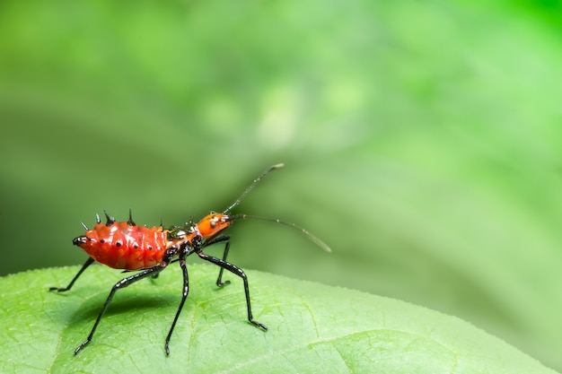 Rosso Hemiptera vicino