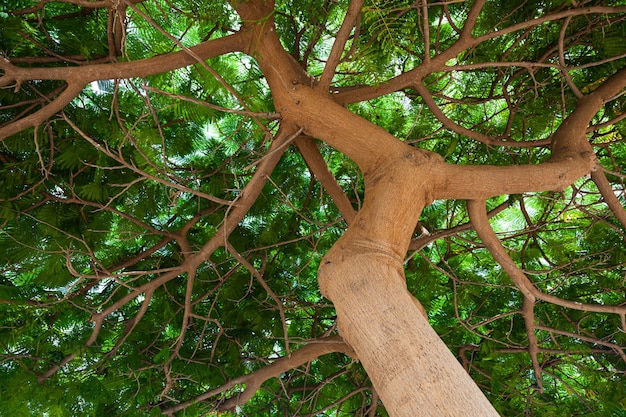 Rosso maturo albero di acacia con petali verdi vista dal basso