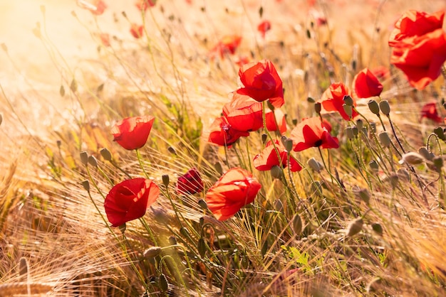 Rosso papavero selvatico fiori in fiore naturale sfondo estivo