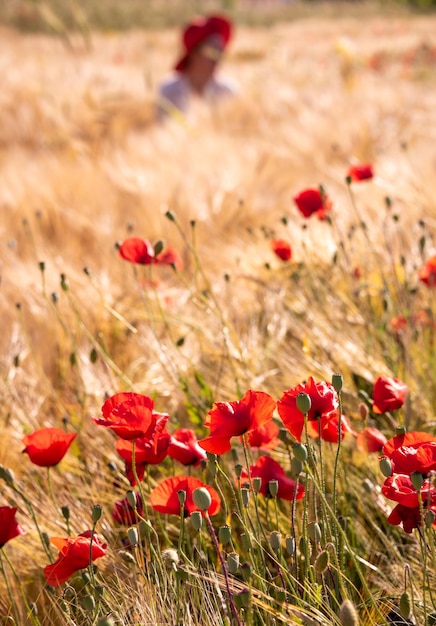 Rosso papavero selvatico fiori in fiore naturale sfondo estivo