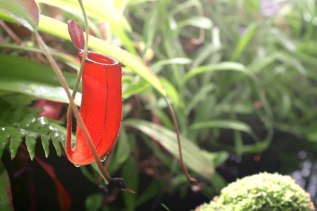 Rosso pianta carnivora nepenthes closeup Aptekarskiy Ogorod Mosca Russia