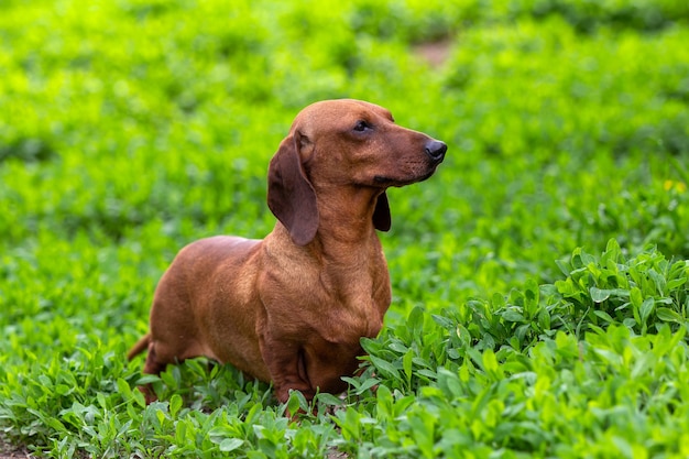 rosso splendido cane bassotto su erba verde