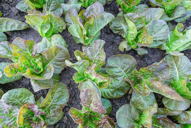 Rosso vegetale fresco biologico su sfondo vista dall'alto