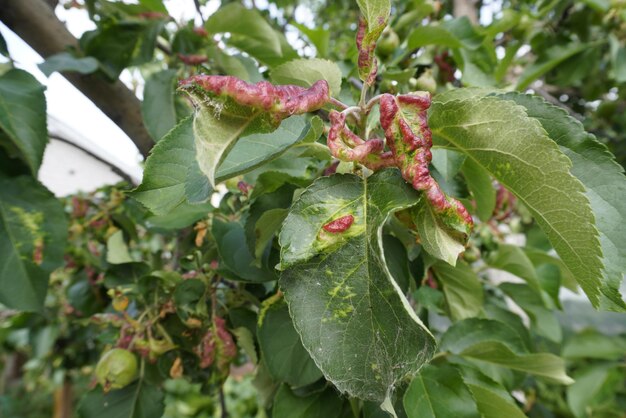 Rosy leafcurling apple afidi Dysaphis devecta melo peste Dettaglio della foglia interessata