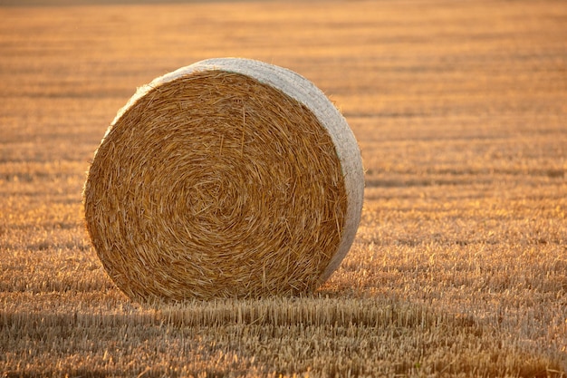 Rotoballe sul campo Vista da un drone