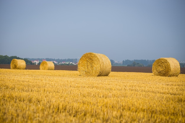 Rotoli di mucchi di fieno sul campo Scenario di fattoria estiva con pagliaio sullo sfondo del bellissimo tramonto Concetto di agricoltura Concetto di raccolto