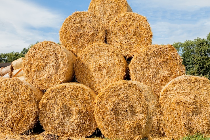 Foto rotoli di paglia gialli alla fine dell'estate.