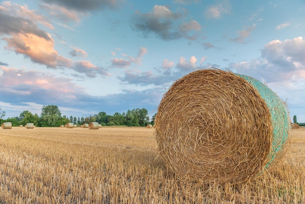 Rotoli di paglia nel campo dei cereali raccolti