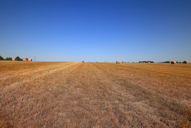 rotolo di fieno paesaggio natura estate agricoltura