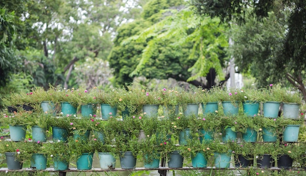 Rotolo di vaso di fiori sul giardino in natura