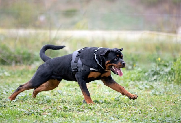 Rottweiler adulto che corre nella natura in estate