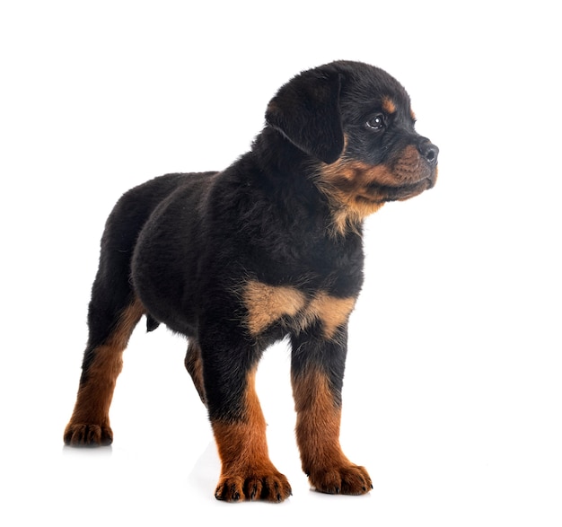 Rottweiler cucciolo davanti a sfondo bianco