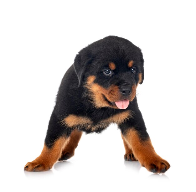 Rottweiler cucciolo davanti a sfondo bianco