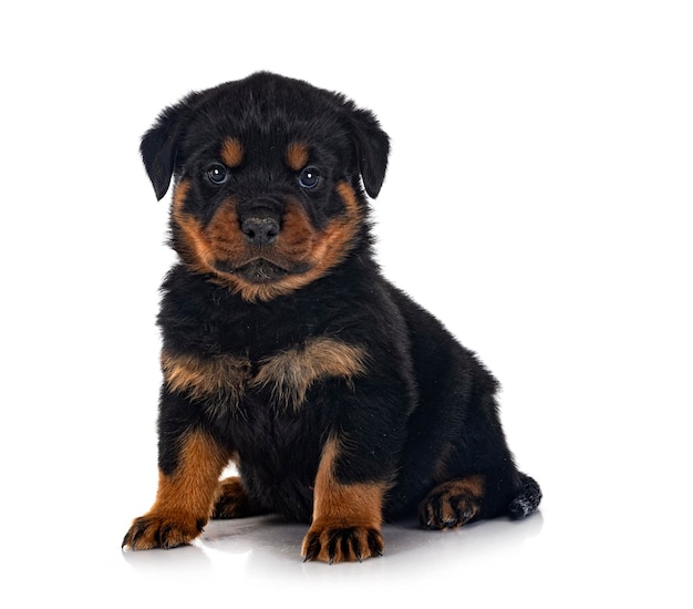 Rottweiler cucciolo davanti a uno sfondo bianco