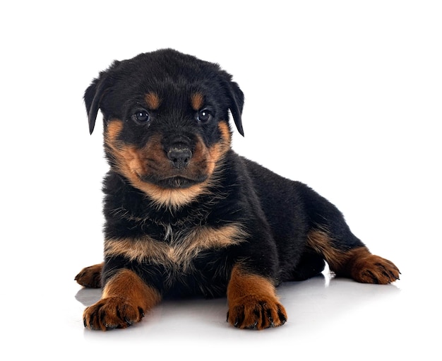 Rottweiler cucciolo davanti a uno sfondo bianco