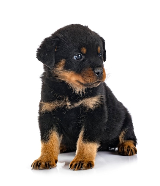 Rottweiler cucciolo davanti a uno sfondo bianco