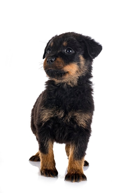 Rottweiler cucciolo davanti a uno sfondo bianco