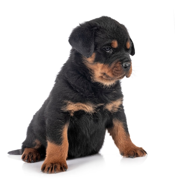 Rottweiler cucciolo