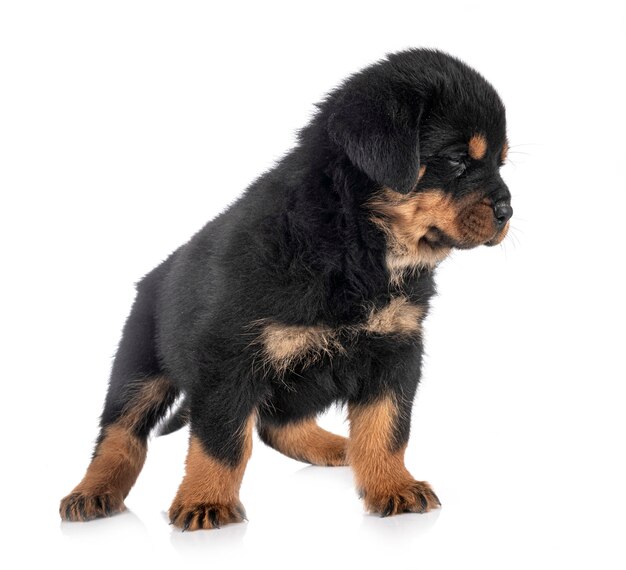 Rottweiler cucciolo