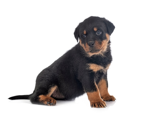 Rottweiler cucciolo