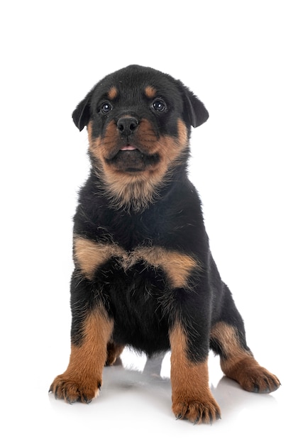 Rottweiler cucciolo