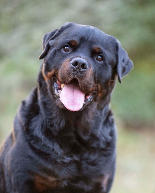 Rottweiler di razza che cammina nella natura in primavera