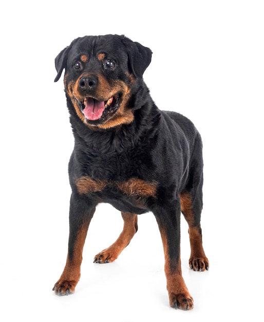 Rottweiler di razza davanti al muro bianco