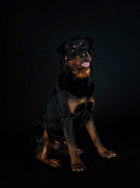 Rottweiler di razza pura davanti a sfondo nero