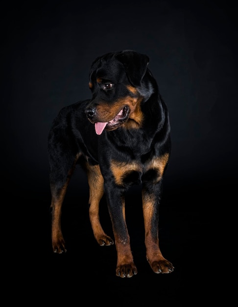 Rottweiler di razza pura davanti a sfondo nero