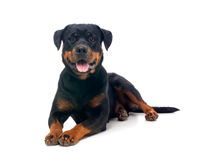 rottweiler di razza pura su sfondo bianco