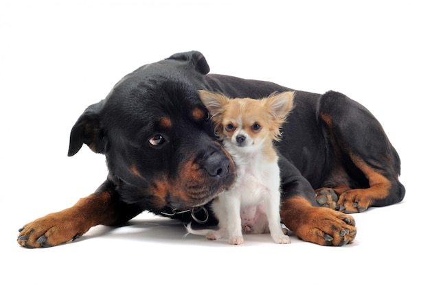 Rottweiler e cucciolo di chihuahua
