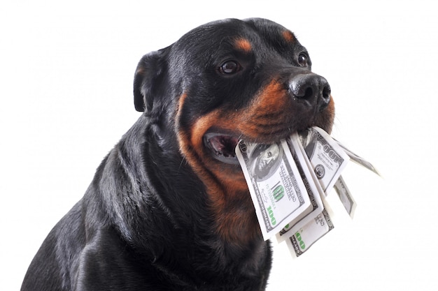 Rottweiler e dollari