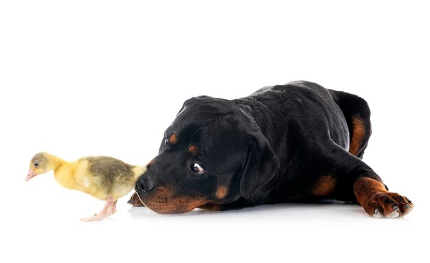 Rottweiler e papera