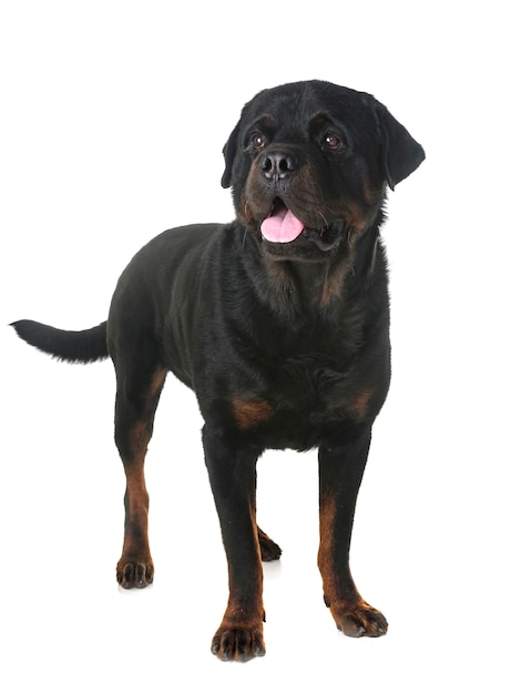 rottweiler in studio