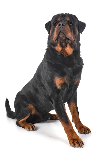 rottweiler in studio