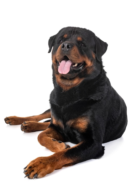 rottweiler in studio