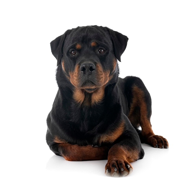 rottweiler in studio