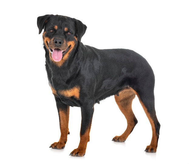 rottweiler in studio